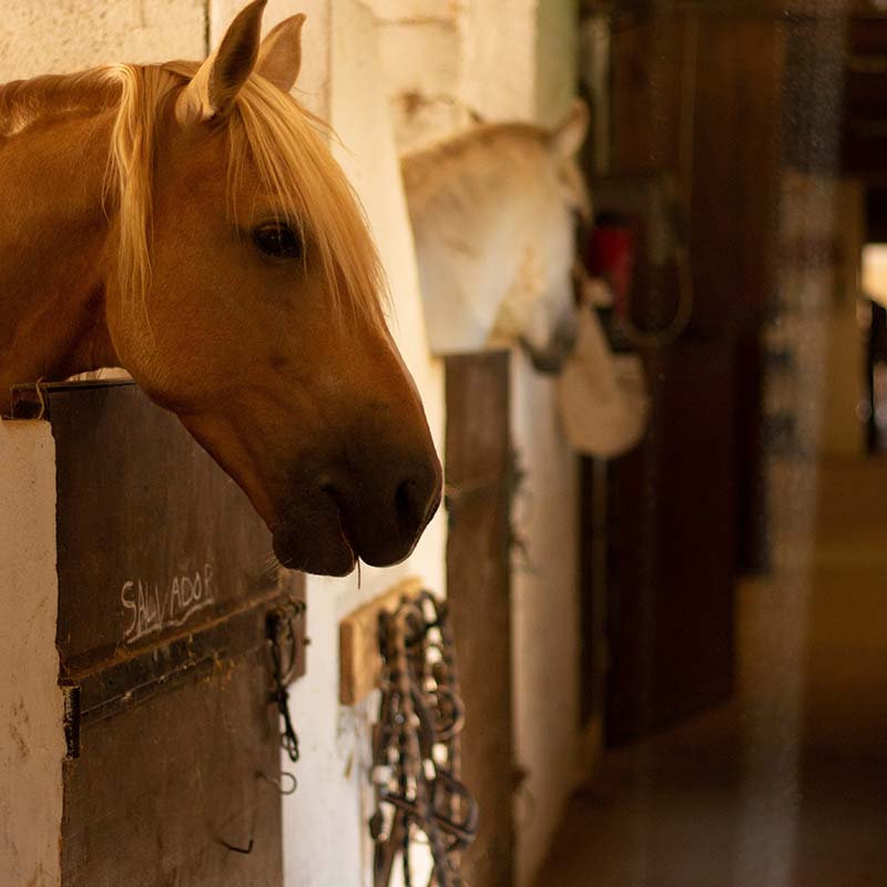 Cheval qui sort la tête de son box