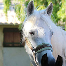 Al Zouna