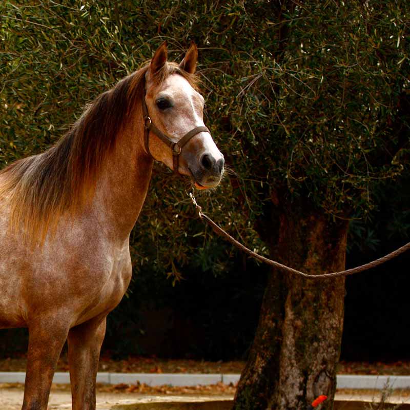 Cheval debout en extérieur attaché