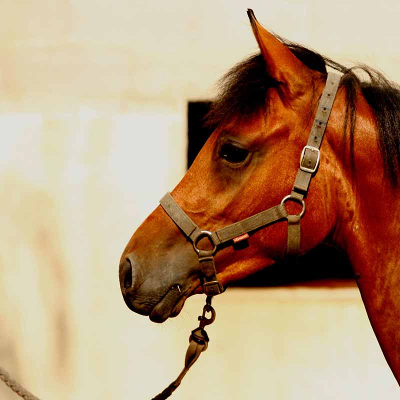 Cheval marron debout sortant la tête de son box