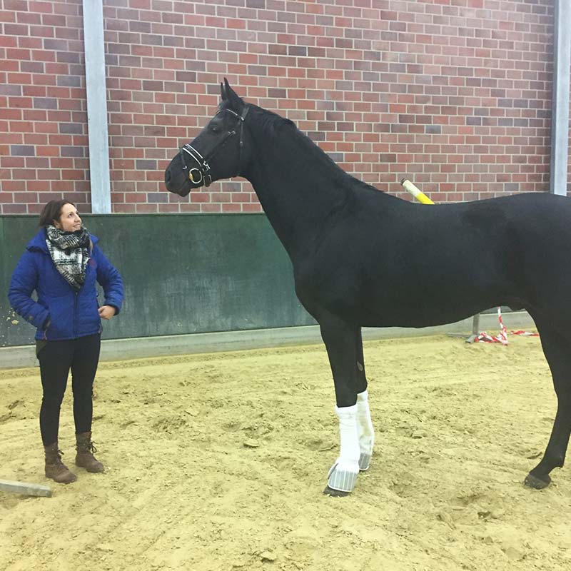 Photo d'un cheval debout avec sa dresseuse