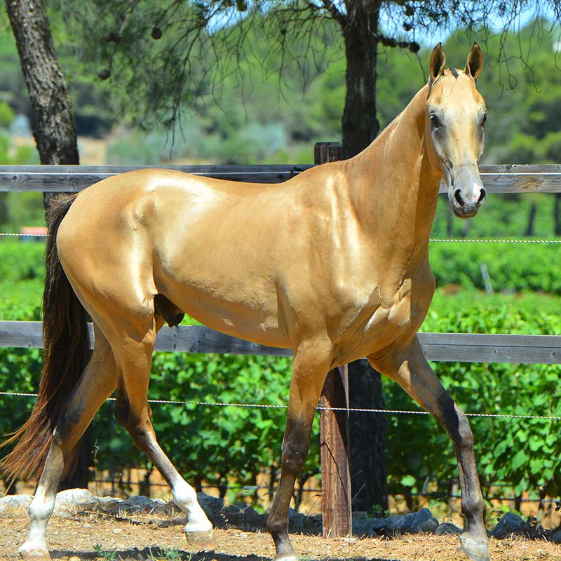 Cheval en nature qui se balade